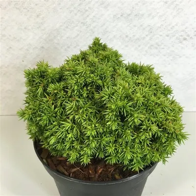 Zdjęcie produktu dla Cryptomeria j. „Tenzan” – japońska cyprysika | 15–20 cm w doniczce