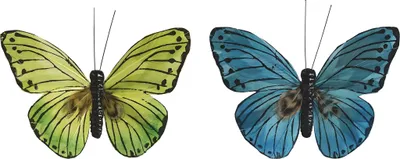 Produktbild von KNORR PRANDELL 218030909 Schmetterling 7 x 9 cm grün blau
