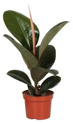 Image de Ficus en pot de 12 cm