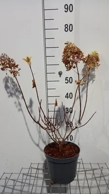 Produktbild von Hydrangea pan. 'Silver Dollar' - Rispenhortensie 40- 50 cm Container