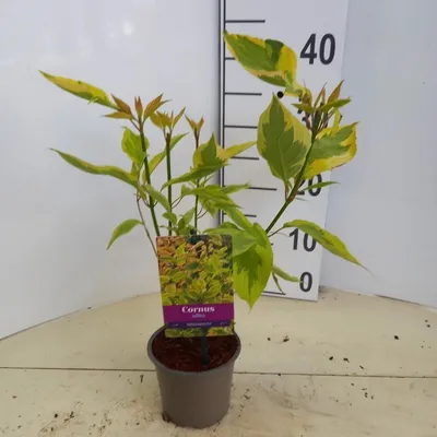 Zdjęcie produktu dla Cornus alba 'Gouchaltii'  – dereń | 25–30 cm w doniczce