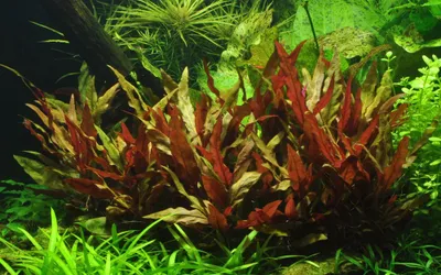 Produktbild von Alternanthera reineckii Pink Breitblättriges rotes Papageienblatt Ø 5cm Wasserpflanze