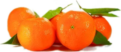 Obrázek produktu pro Citrus sinensis Navelina - pravý pomeranč - pomeranč - rostlina 100-140 cm - pomerančovník