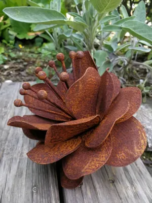 Produktbild von Edelrost Dotterblume