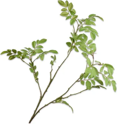 Productafbeelding van Kunstbloem van Silk-ka – Zijden bloemtak, groen, 76 cm