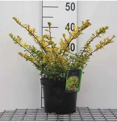Zdjęcie produktu dla Ilex cren. 'Green Glory' - Stechpalma japońska 30-40 cm - Pojemnik