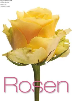 Zdjęcie produktu dla Rosen