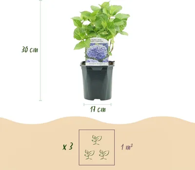 Produktbild von GreenboutiQ - Hortensie - Hydrangea macrophylla Tricolour - Blüte Blau, Rosa und Weiß - 3 Pflanzen - Laubabwerfend - Wenig Pflege - Topf 17cm Höhe 30cm