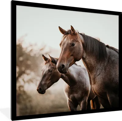 Produktbild von MuchoWow® Gerahmtes Poster Pferde - Natur - Braun 40x40 cm - Poster mit Schwarzem Bilderrahmen Wandposter Rahmen Foto Bilder - Mit Rahmen - Wanddekoration Schlafzimmer