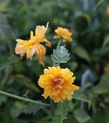Image de Kerria japonica - Renoncule - conteneur 1.5 litre