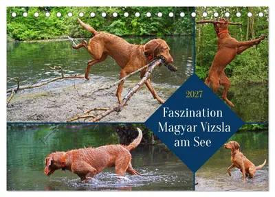 Produktbild von Faszination Magyar Vizsla am See (Tischkalender 2027 DIN A5 quer), CALVENDO Monatskalender