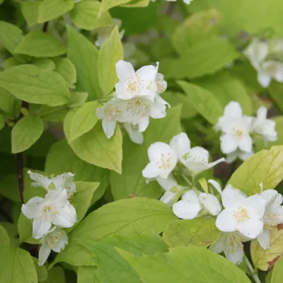 Obrázok produktu pre 2 x  voňavý jazmín  - Philadelphus coronarius 'Aureus'  | 30-40 cm v kontajneri