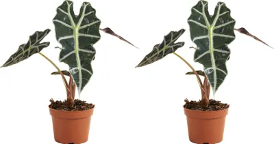 Produktbild von 2x Alocasia Polly Zimmerpflanze, glänzende Blätter, weiße Blattadern, Höhe 40 cm, Topf Ø 12 cm