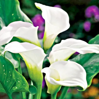 Immagine prodotto di Bulbo di calla Fiori Vaso da fiori Fiori recisi Zantedeschia Calla Bianca 1 pz.