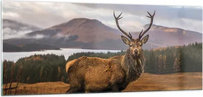 Produktbild von Bilder auf glas - Einteilig - Rehe Wiese Berge - 100x40cm - Glasbilder - Wandbilder - Bilder - zum Aufhängen bereit - Wanddekoration aus Glas - Glas Bilder - Wandbild auf Glas - GAB100x40-4231