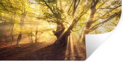 Produktbild von MuchoWow® Wandtattoo Wandsticker Wandaufkleber Baum - Wald - Sonne 120x60 cm Selbstklebend und Repositionierbar - Sticker - Dekorfolie