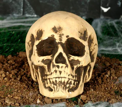 Produktbild von Skelett Totenkopf Halloween Deko Grusel Schädel Requisite Horror Requisit Dekoration Geisterhaus Party 22 cm Realistisch, Farbe: Beige