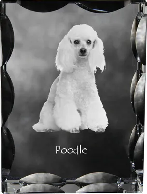 Image de Caniche - cristal avec photo de chien, statuette en verre avec photo, cadre unique avec photo de la marque Art-Dog