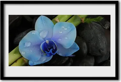 Produktbild von Bild 60x40 MDF-Rahmen Wandkunst Stein Blume Pflanze