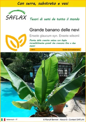 Immagine prodotto di SAFLAX Insieme di coltivazione - Grande banano delle nevi  - 10 semi - Ensete