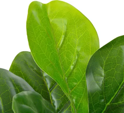 Immagine prodotto di vidaXL Pianta artificiale fico violino con vaso verde 90 cm