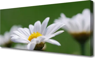 Produktbild von Tulup Leinwand-Bilder 125x50 Wandbild Canvas Kunstdruck Gänseblümchen Pflanzen