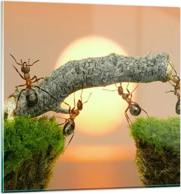 Produktbild von Bilder auf glas - Tiere Ameisen Brücke Natur - 50x50cm - Glasbilder - Wandbilder - Kunstdruck - zum Aufhängen bereit - Wanddekoration aus Glas - Glas Bilder - Wandbild auf Glas - GAC50x50-2104