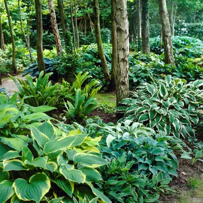 Productafbeelding van Funkieplanten - 5 wortels - Vaste planten, meerjarig, winterhard - Hosta-collectie - Mix van 5 hybriden in 5 verschillende soorten - Planten afkomstig uit Nederland (geen zaden, geen bollen, en niet kunstmatig)