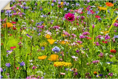 Produktbild von ARTland Wandbild, selbstklebend Bunte Blumenwiese Größe: 30x20 cm