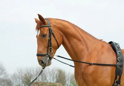 Immagine prodotto di BUSSE Basic-Starr redini ausiliarie per affondo Black G-Pony/VB