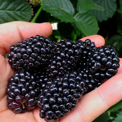 A hand holding several ripe blackberries.