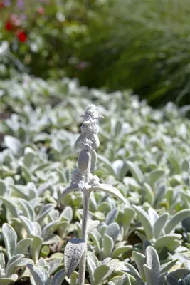 A close-up of a plant with fuzzy silver leaves and a developing flower spike.