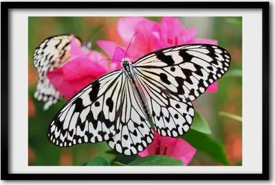 Produktbild von Bild 60x40 MDF-Rahmen, Wandkunst Schmetterling auf einer Blume
