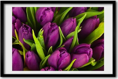 Produktbild von Bild 60x40 MDF-Rahmen, Wandkunst lila Tulpen