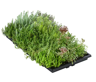 Produktbild von Dehner Pflanzenmatte für Dachbegrünung, 2er Set, Gründach mit Fetthenne, verschiedene Sorten, je 50 x 30 cm, 4-8 kg, für Flachdächer / Schrägdächer bis max. 30 Grad-Winkel