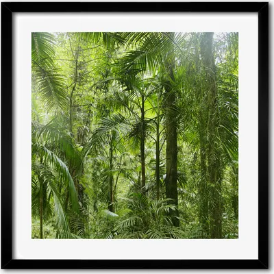 Produktbild von Bild - 50 cm x 50 cm - MDF - Rahmen, Wandkunst - Tropischer Wald