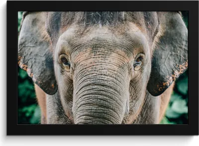 Produktbild von MuchoWow® MuchoWow® Gerahmtes Poster Elefant - Porträt - Tiere - Grau 30x20 cm - Poster mit zchwarzem Bilderrahmen - Kunstdruck - Bild-Poster