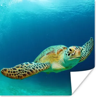 Produktbild von MuchoWow® Poster Nahaufnahme einer Grünen Meeresschildkröte 75x75 cm - Wand Dekoration