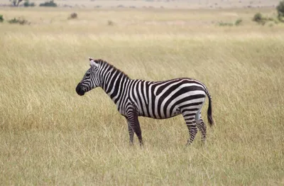 Produktbild von hansepuzzle 83347 - Zebra Puzzle, 500 Teile, Natur, 46,0 x 30,0cm mit hochwertiger Aufbewahrung, Kartonbox und wiederverschließbarem Beutel