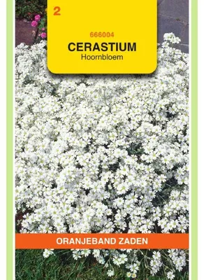Imagen del producto de Oranjeband (Cerastium biebersteinii) - 1 paquete de semillas