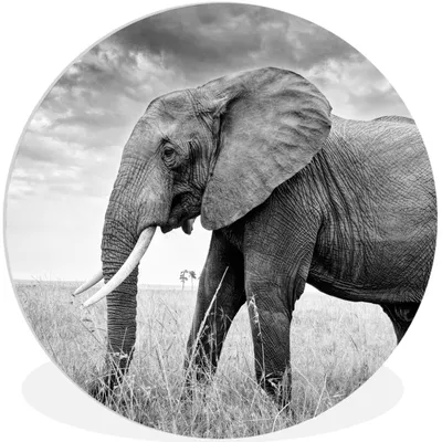 Produktbild von MuchoWow® Rundes Wandbild - Runde Bilder Elefant - Gras - Tiere - Schwarz und weiß Ø 30 cm Kreis Wanddekoration Kunststoff - Wandkreis - Wandschmuck - Schlafzimmer - Bilder - Der Kreis - Kunst für die Wohnung - Plastik - Kunstdruck - Wandbild
