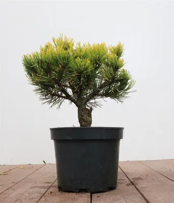Produktbild von Pinus mugo 'Carsten's Wintergold', Bergkiefer, goldgelb, 20–25 cm