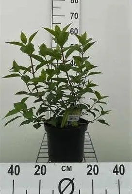 Obrázek produktu pro Hydrangea pan. 'Polar Bear'® - Hortenzie 40- 50 cm Kontejner