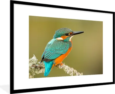 Produktbild von MuchoWow® Gerahmtes Poster Eisvogel - Tiere - Vogel 90x60 cm - Poster mit Schwarzem Bilderrahmen Wandposter Rahmen Foto Bilder - Wanddekoration - Fotos