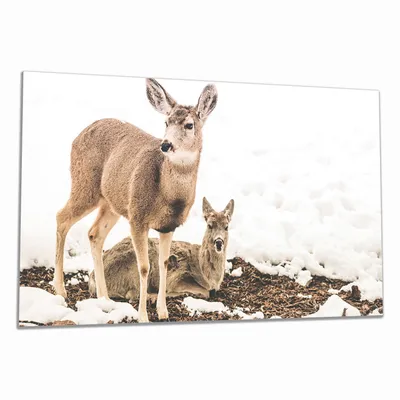 Produktbild von Wallario Herdabdeckplatte aus Glas, Größe 90 x 52 cm 1-teilig, Motiv Junge Elche im Schnee in Arizona - Amerika