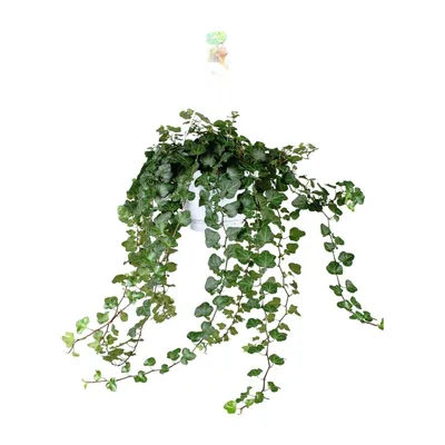 Image de Hedera Helix Wonder