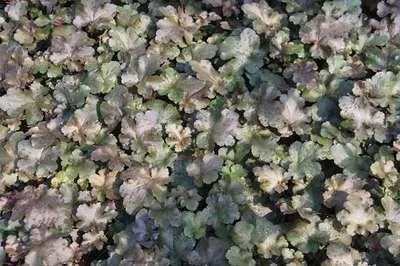 Produktbild von 6 x  Heuchera hybr. 'Chocolate Ruffles'® - Purpurglöckchen - Topf 9 x 9 cm