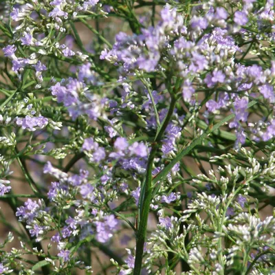 Obrázok produktu pre 6 x závojenka širokolistá - Limonium latifolium | kvetináč 9cm x 9cm