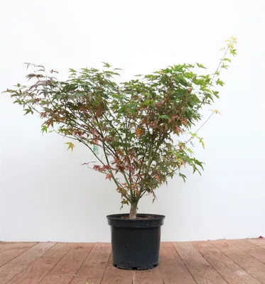 Produktbild von Acer palmatum 'Tobisho', Japanischer Ahorn, 60–80 cm