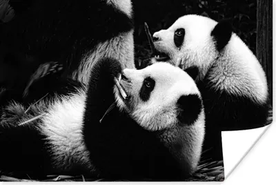 Produktbild von MuchoWow® Poster Pandas - Schwarz - Weiß 120x80 cm - Bilder